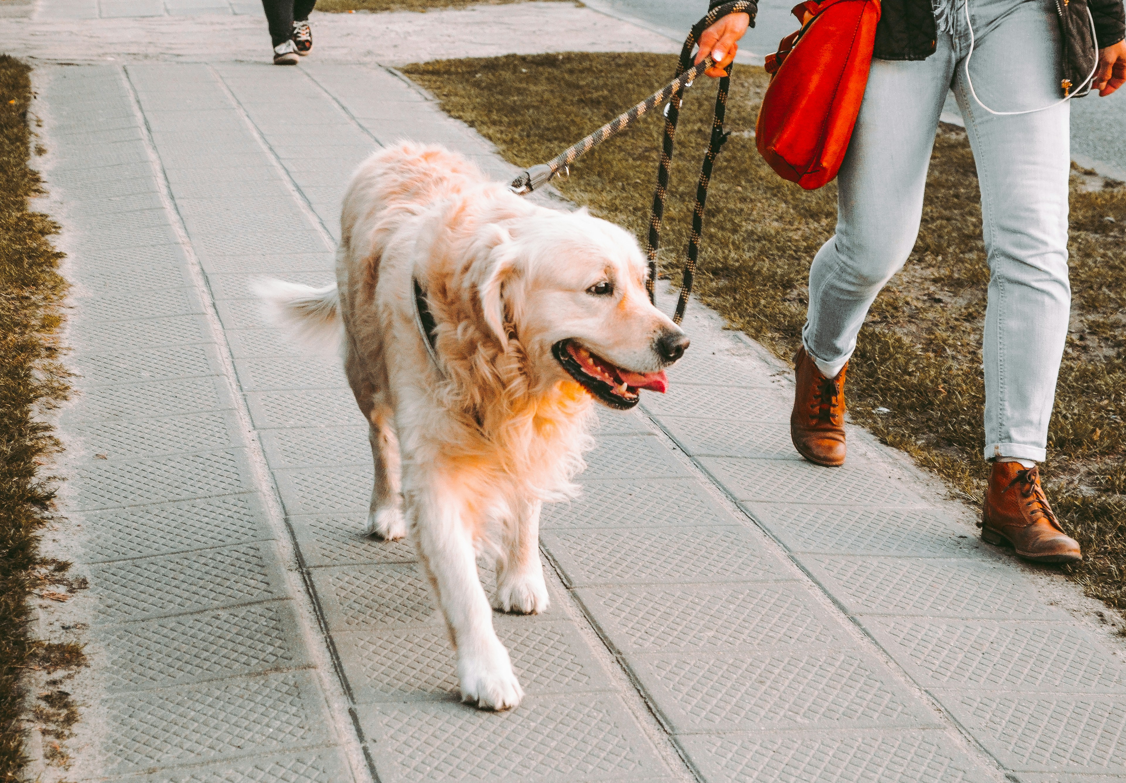 Walking Service