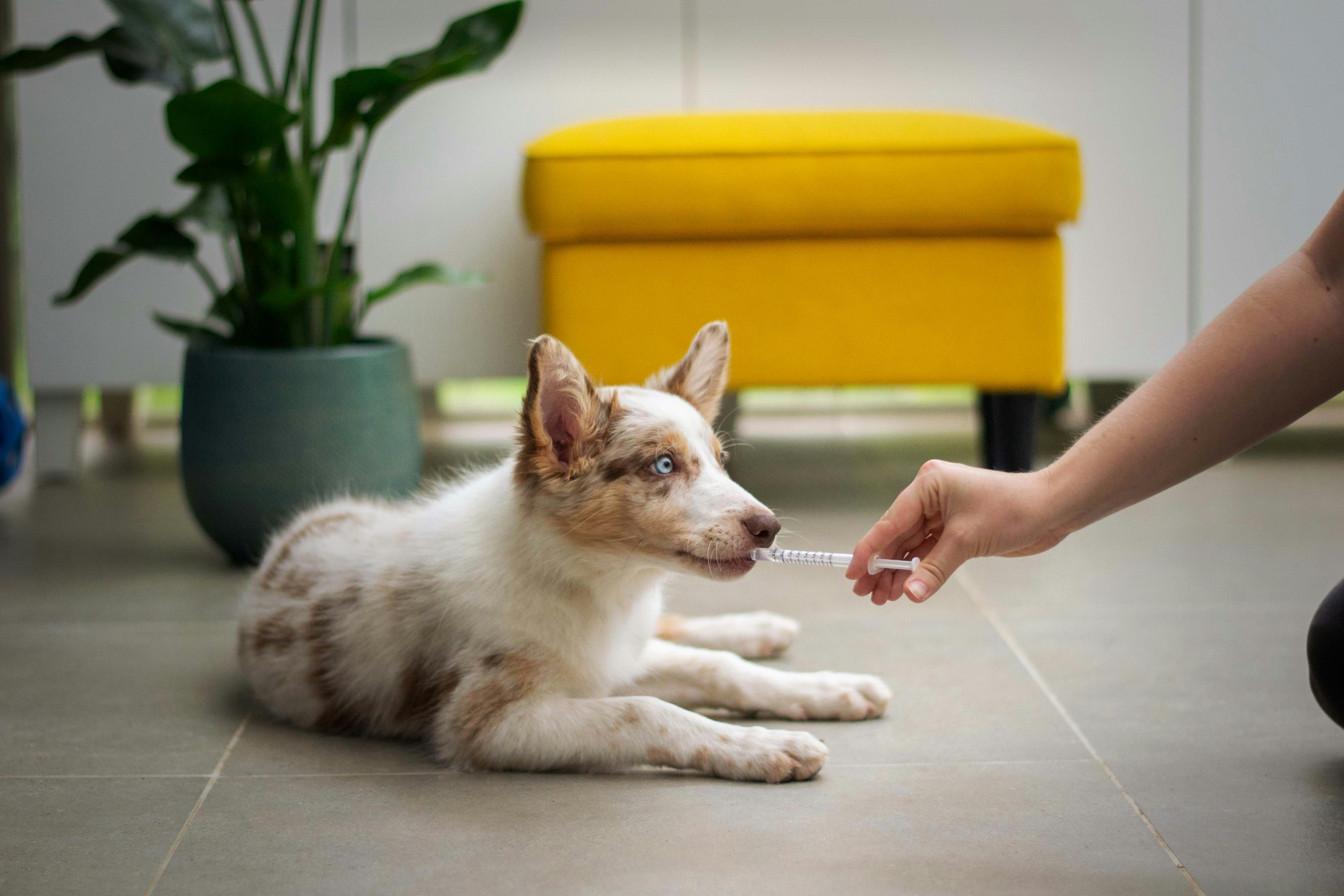 Veterinarian Service